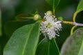 Strawberry guava Psidium humile white flower